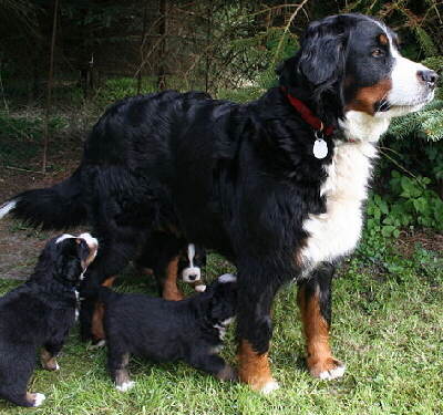 Der Berner Sennenhund mit seinen Welpen Foto von W I K I P E D I A