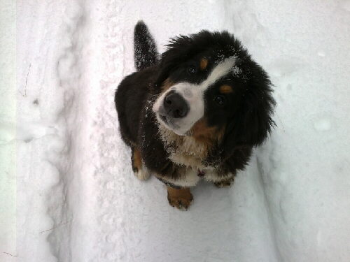 Der Berner Sennenhund Aimy, Foto von A. Hhne