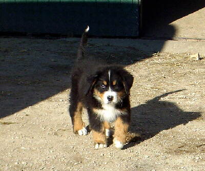 Berner Sennenhund Welpe Foto von W I K I P E D I A