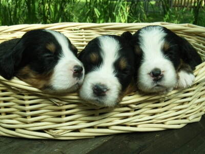 drei Berner Sennenhund Welpen Foto von PIXELIO