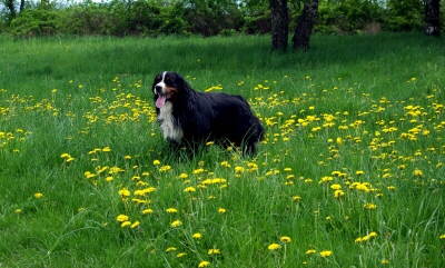 Berner Sennenhund auf Blumenwiese Foto von PIXELIO